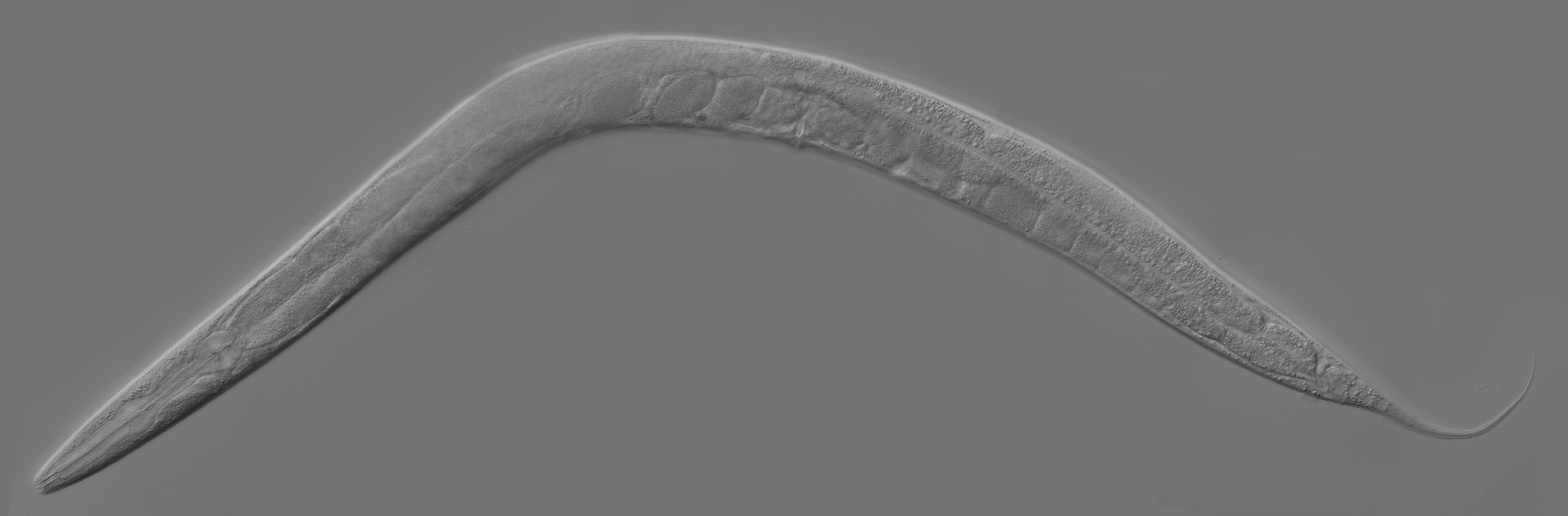 An adult hermaphrodite C. elegans worm